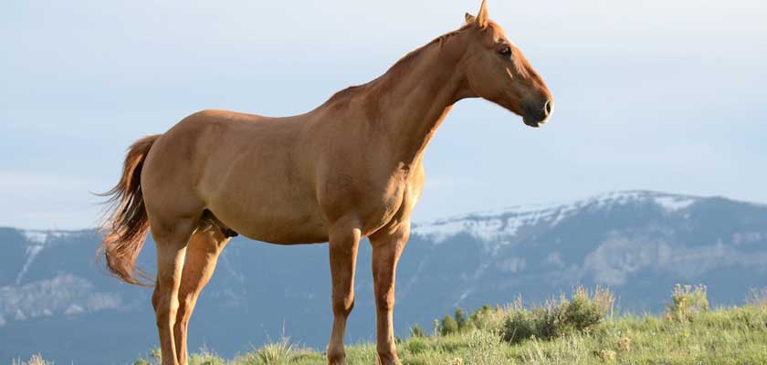 Felhívás szolgáltatásba bevont lovak ismételt vizsgáztatási kötelezettségére - Nébih